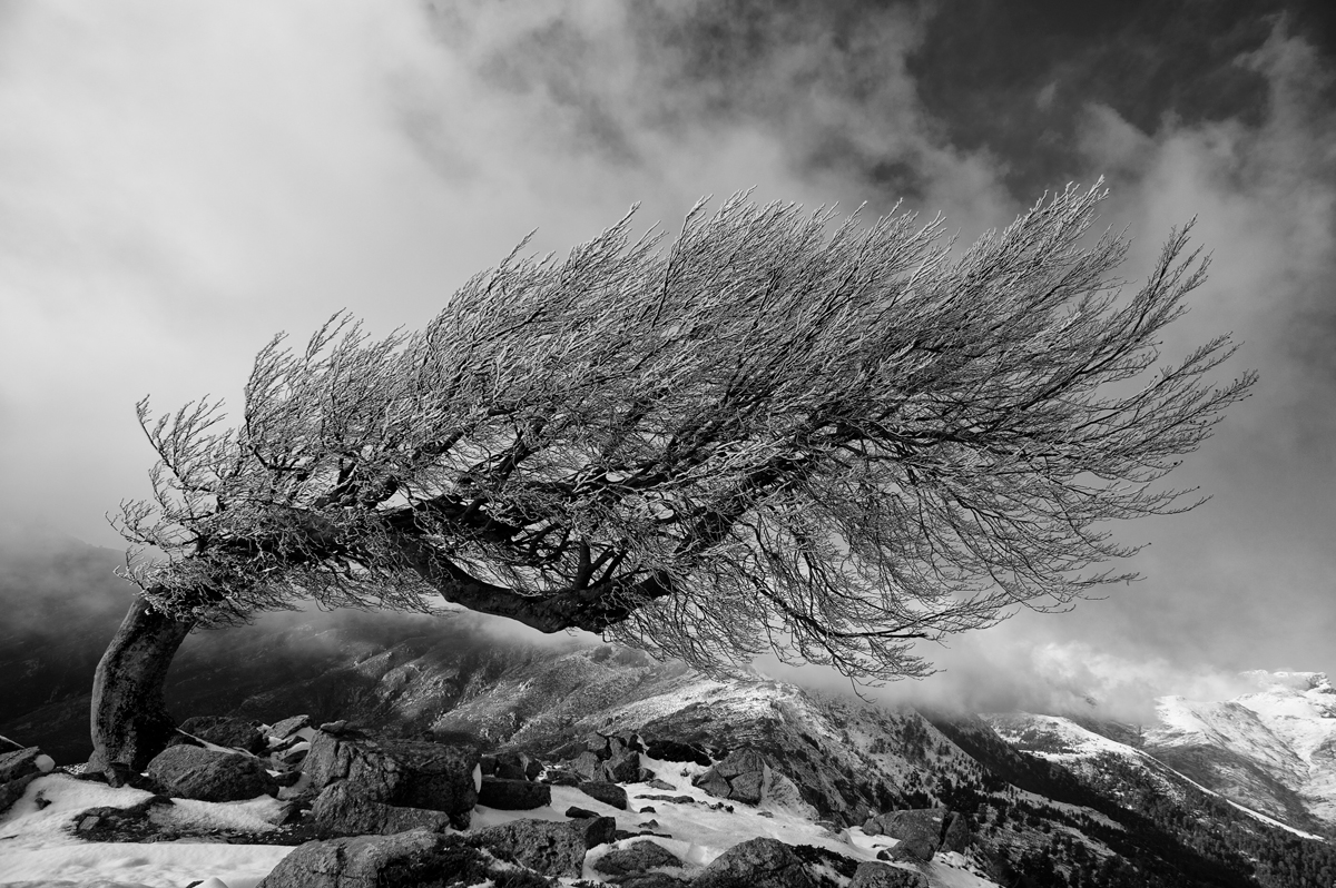 Hêtre (Fovu) - col Saint-Pierre (© E.Volto)