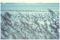 Population de foulques sur l’étang de Biguglia, G.F. FRISONI