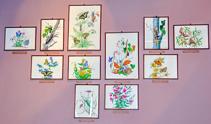 Aquarelles représentant 9 insectes protégés présents en Corse (photo MC Andrei-Ruiz)