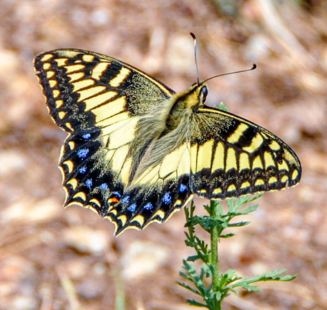 Papilio hospiton  (photo C. Berquier)