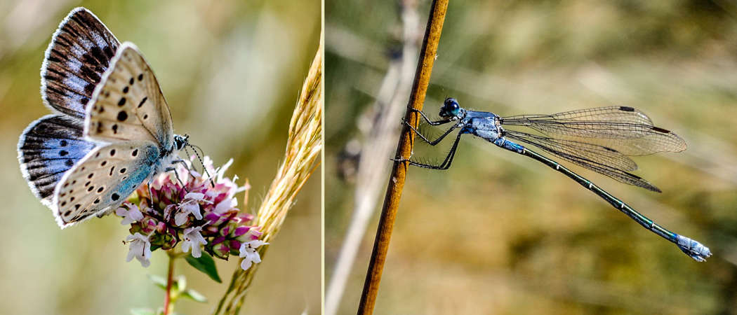 Maculinea arion et Lestes macrostigma (photos C. Berquier)