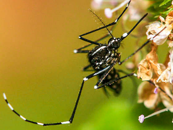 Aedes albopictus, moustique tigre ©Dan Leeder