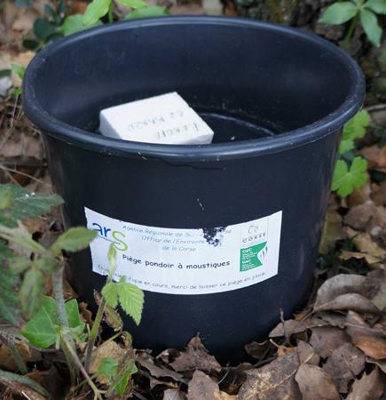Piège pondoir du réseau sentinelle de surveillance d’Ae. albopictus Piège pondoir du réseau sentinelle de surveillance d’Ae. albopictus