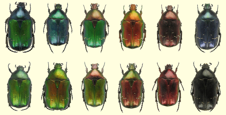 Variations colorées de Cetonia aurata pisana