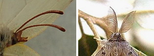 Rhopalocères & Hétérocères © O.E.C.