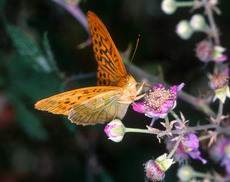 Photo : V.RUIZ (AROBASE)