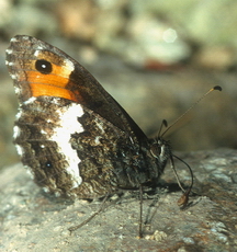 Photo : V.RUIZ (AROBASE)