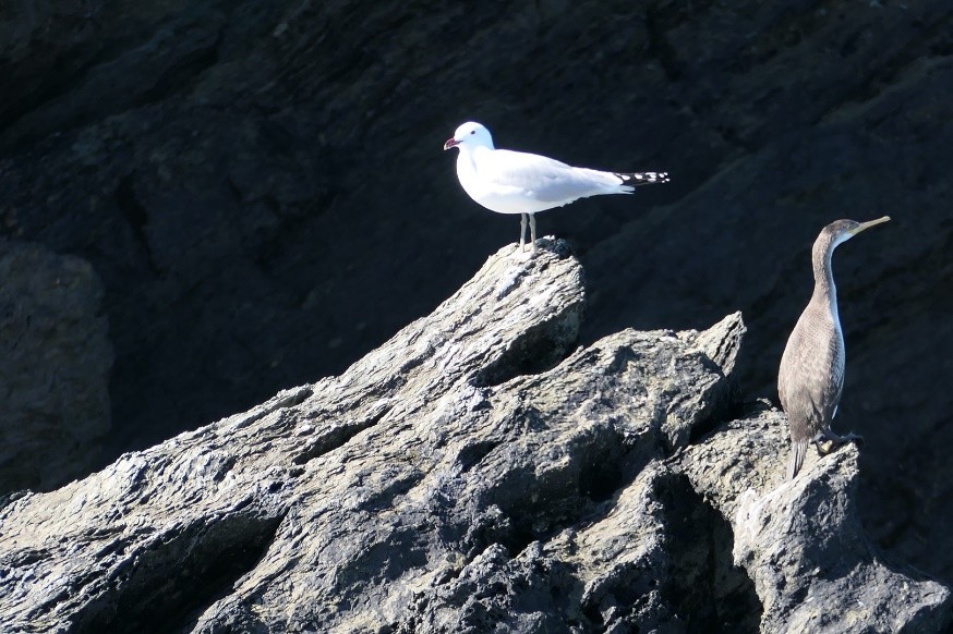 Goéland d'audouin et cormoran huppé dans la Réserve Naturelle des Iles du Cap Corse - © Office de l'Environnement de la Corse