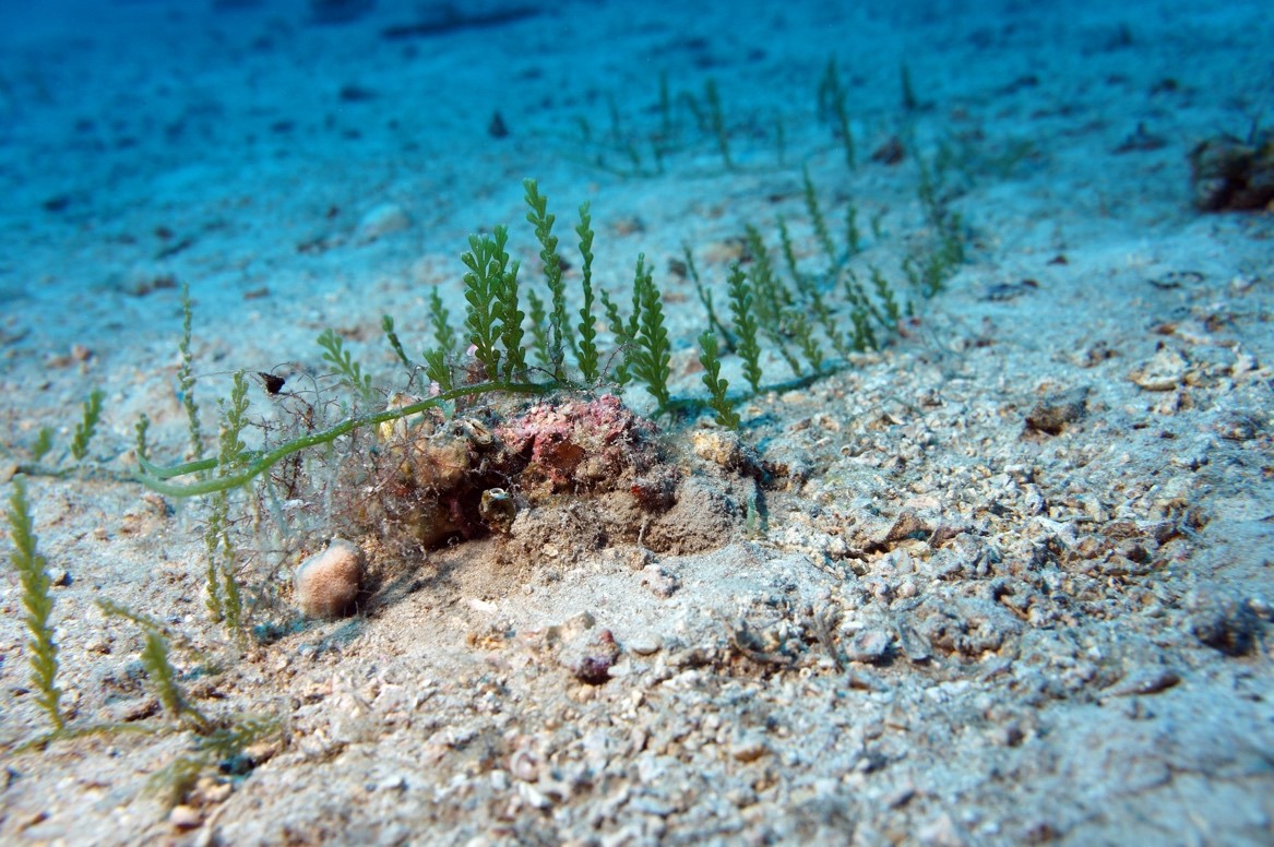 Caulerpa cylindracea (© G. Pergent/ Università di Corsica)