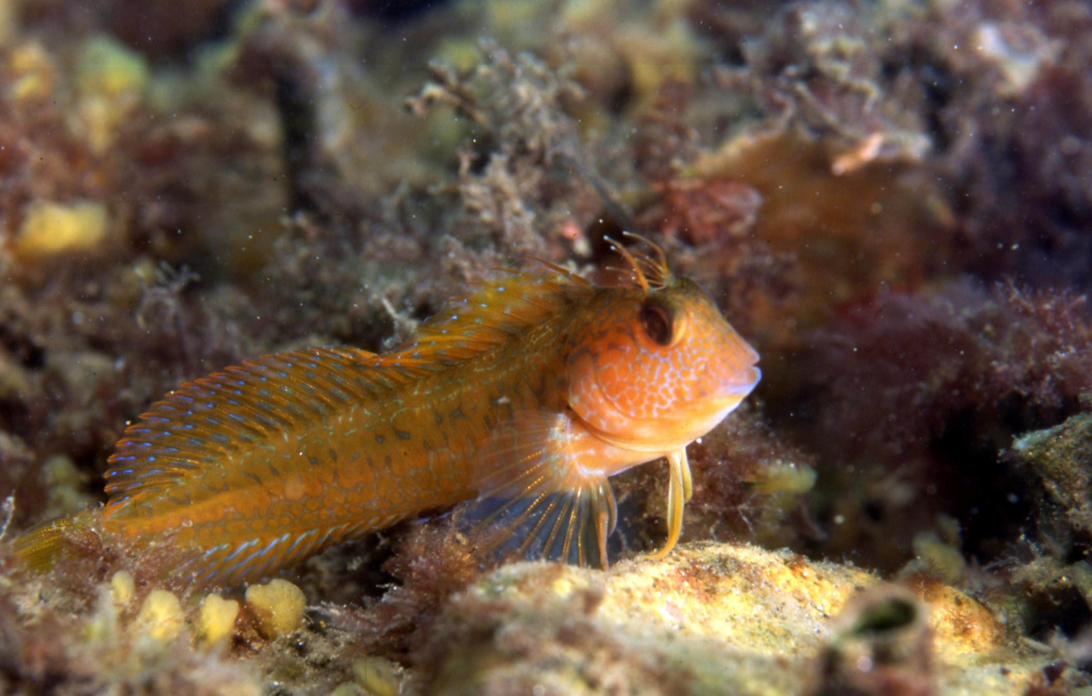 Le Réseau Alien Corse : une nouvelle plateforme pour mieux connaître et préserver la biodiversité marine