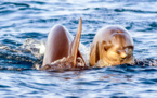 I cetacei