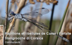  À u Cunservatoriu di l'insetti di Corsica l'abbisognanu e vostre osservazione !