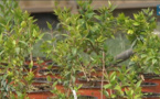  Corsica Grana, un label pour certifier l’origine corse des plants