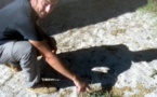 La survie de la buglosse crépue menacée en Corse