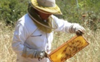 Les abeilles plus que jamais fragilisées par la sécheresse