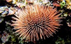 Règlementation de la pêche aux oursins dans la Réserve Naturelle des Bouches de Bonifacio