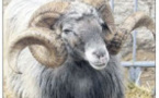 Une belle exposition du bélier corse