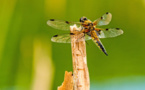 Atlas de la biodiversité communale : L'AFB a sélectionné 47 collectivités