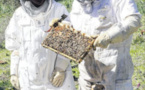 Les apiculteurs face à la baisse des rendements des ruches