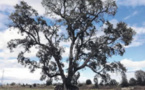 Il est inscrit au concours de l'arbre de l'année 2018