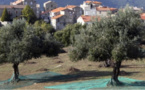 La bactérie "tueuse d'oliviers" détectée pour la première fois sur des arbres en Corse