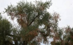 Corse : des oliviers touchés par la Xylella fastidiosa