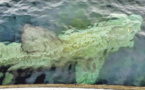 Un requin-pèlerin observé dans les Bouches de Bonifacio