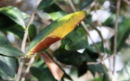 Discorde autour de la Xylella