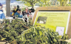 Les bonnes feuilles de la Bourse aux plantes 