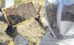 La menace d'Aethina tumida se rapproche des ruches corses