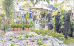 Le plein de fleurs à Pietranera malgré le spectre de la Xylella 