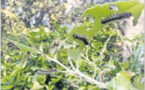  Le Bombyx disparate envahit les chênaies de l'Extrême-Sud