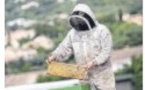 Des ruches et des abeilles sur le toit de Leroy Merlin