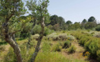 Le jardin des plantes du maquis prend vie