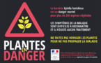 PLANTES EN DANGER : Xylella fastidiosa