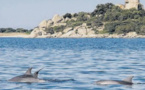 Observation des cétacés les usagers de la mer sensibilisés
