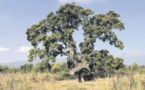 Ce chêne-liège représentera la Corse au concours de l'arbre de l'année