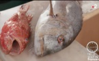   Projet : MoonFish pour Outils de modélisation pour la gestion durable des ressources halieutiques en Corse