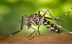 Suspicion d'un cas de Dengue, Zika, ou Chikungunya en Corse-du-Sud 