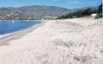 La propreté de la plage remise en cause par les posidonies ?