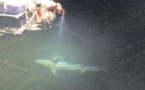 Deux requins peau bleue dans le port de Propriano