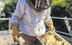 Du miel et des abeilles sur les toits du Sofitel