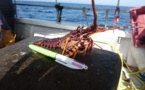 Moonfish, la recherche scientifique de l'Université de Corse /CNRS au service d'une pêche durable en Méditerranée