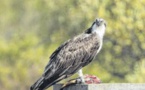L'avifaune Falasurminca fragile comme l'écosystème