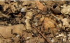 Chaleur, humidité, déchets : l'été rêvé des fourmis invasives