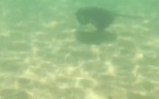 VIDÉO : Une raie pastenague aperçue sur la plage du Ricanto