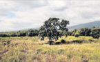 Arbre de l'année : ouverture des votes le 14 septembre