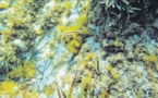 La grande nacre décimée par un virulent parasite