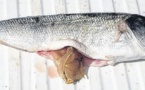 ¨Pêche "miraculeuse" à Bastia