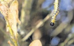 La pyrale du buis infeste la région de Moltifau